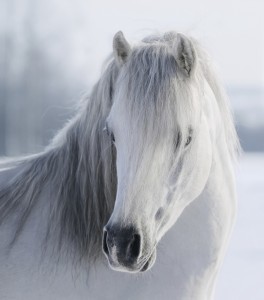 Hvide heste og pintoer er svære at fotografere i skarp sol, da den hvide pels hurtigt brænder ud og bliver overbelyst.